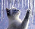 Γατάκι παίζοντας με πάγο